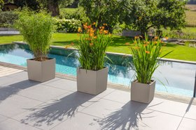 Crocosmia flowers for summer in Lechuza planter
