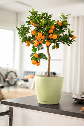 LECHUZA CLASSICO Color DECO Indoor Planter with Mandarin Tree