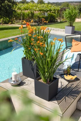 Crocosmia flowers for summer in Lechuza planter