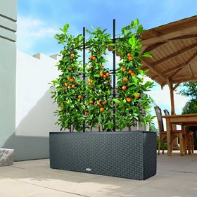 Grow your Own Fruit and Veg with Lechuza TRIO container