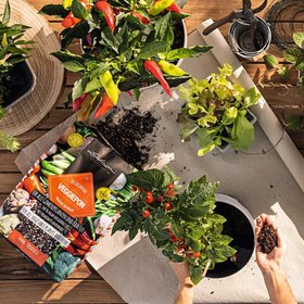 Grow your Own Fruit and Veg with Lechuza TRIO container