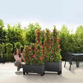 Grow your Own Fruit and Veg with Lechuza TRIO container