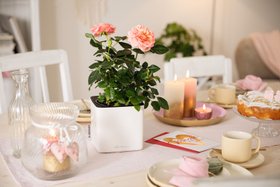 Mother's Day Gift: LECHUZA CUBE GLOSSY Self-watering planter