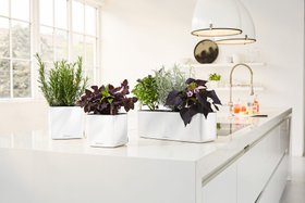 Gifts for Mother's Day: LECHUZA CUBE GLOSSY Self-watering planters