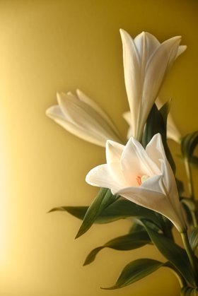 Chameleon L391 - Flower - Tikkurila COTY 2026