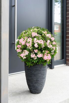 Mother's Day gift: Bloombux® container plant