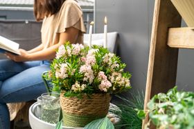 Mother's Day gift: Bloombux® container plant