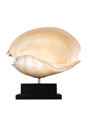 One of a Kind Beige Melo Amphora Shell