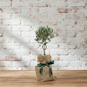 The Olive Tree Gift