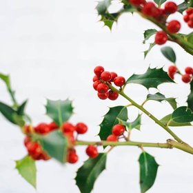 Christmas Holly Tree Gift (Copy)