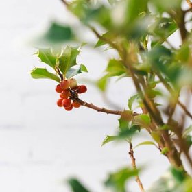 Christmas Holly Tree Gift (Copy)