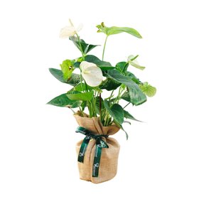Tree2myDoor Large Anthurium Plant Gift
