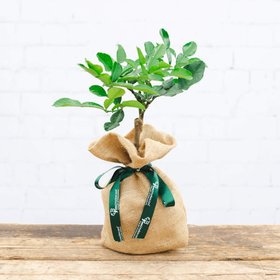 Tree2myDoor Mini Kaffir Lime Tree Gift