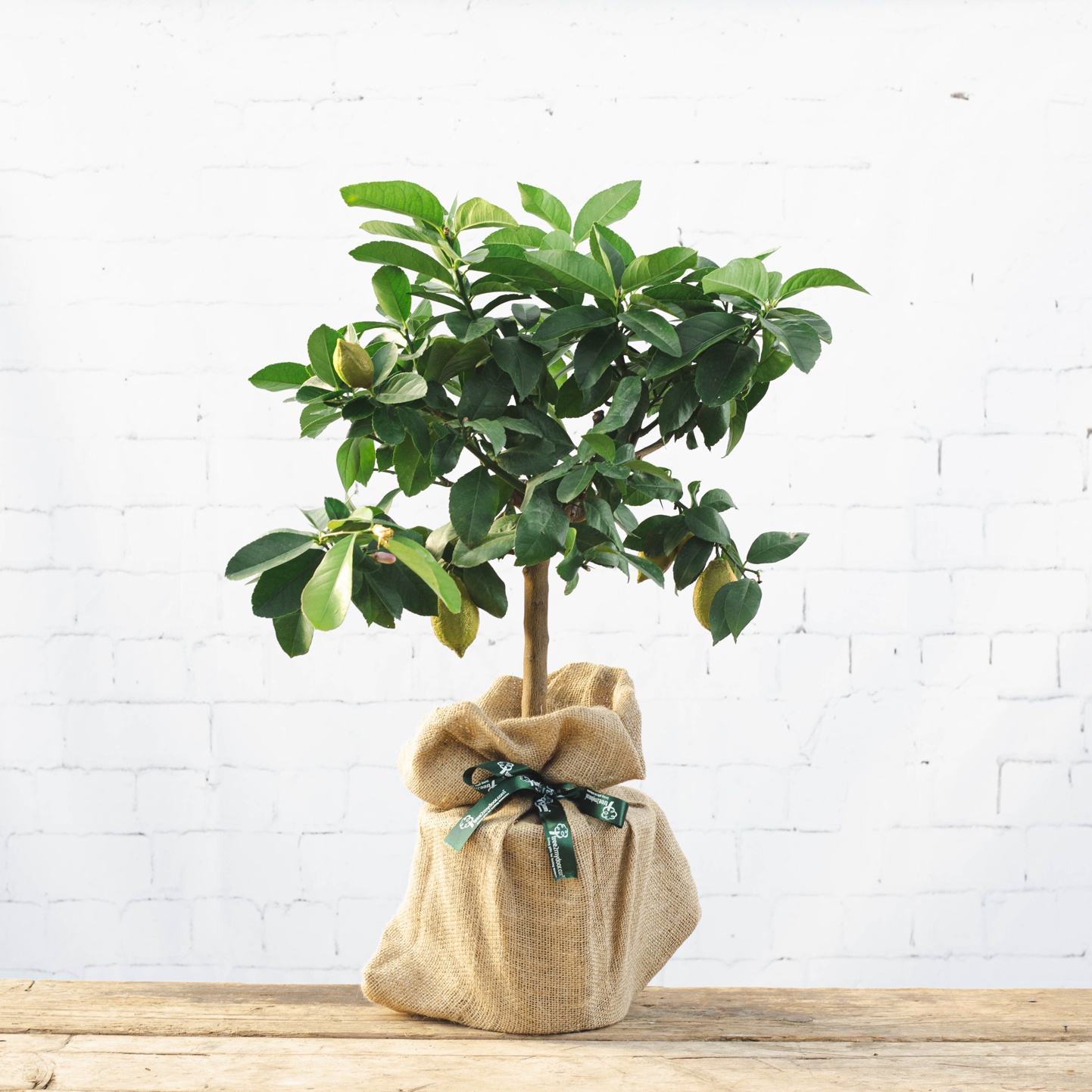 Tree2mydoor Lemon Tree Gift