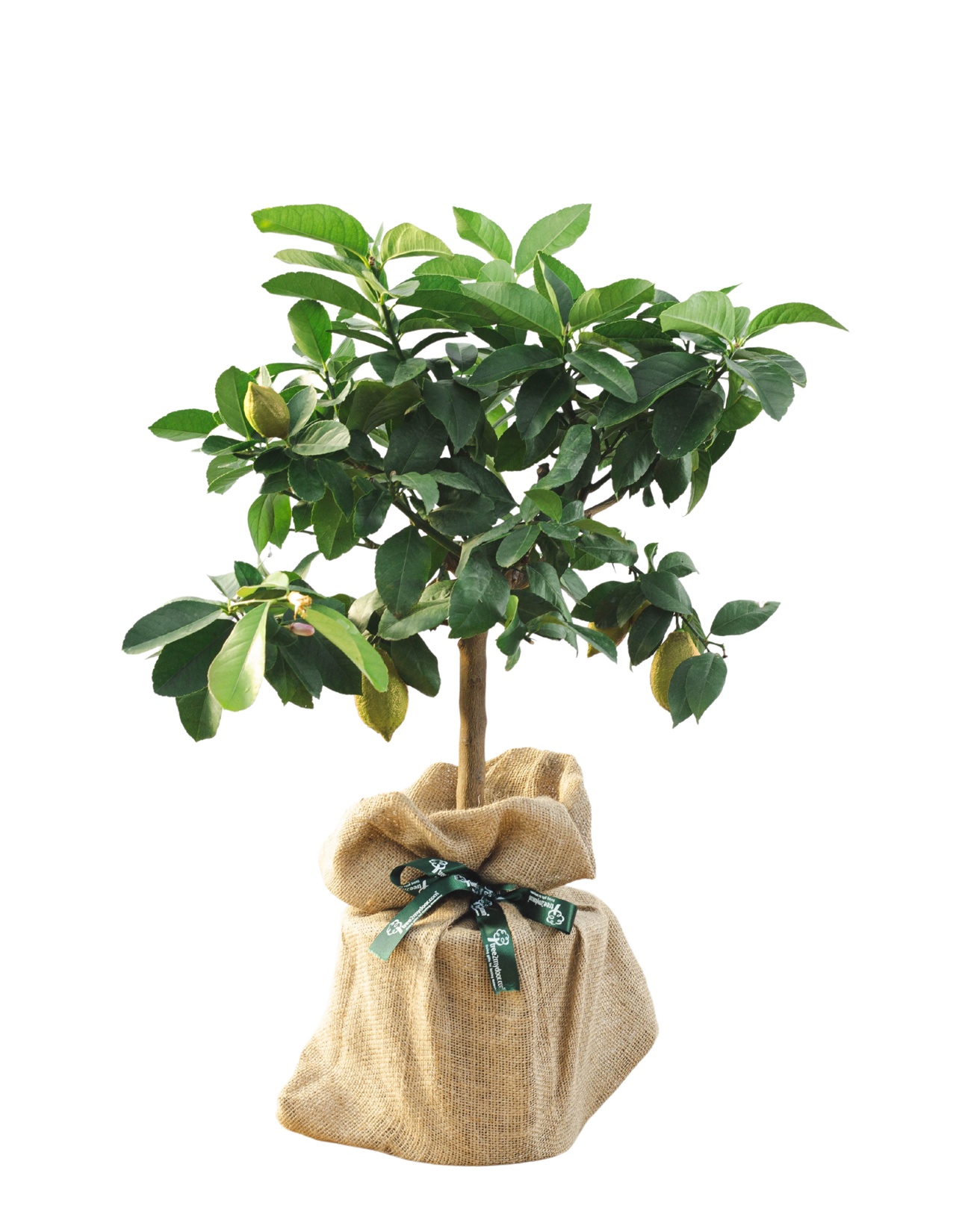 Tree2myDoor Lemon Tree Gift Cut Out Image For Press £54.98