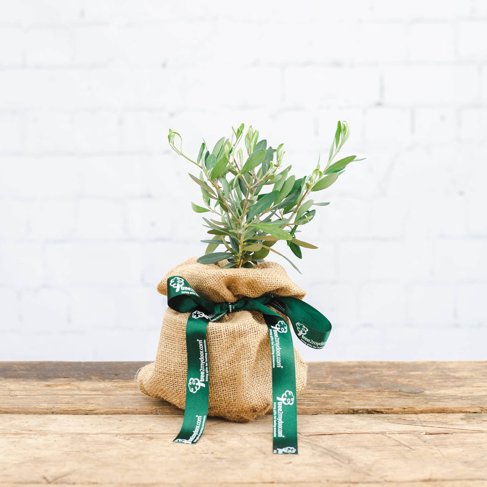 Tree2myDoor Mini Olive Tree Gift