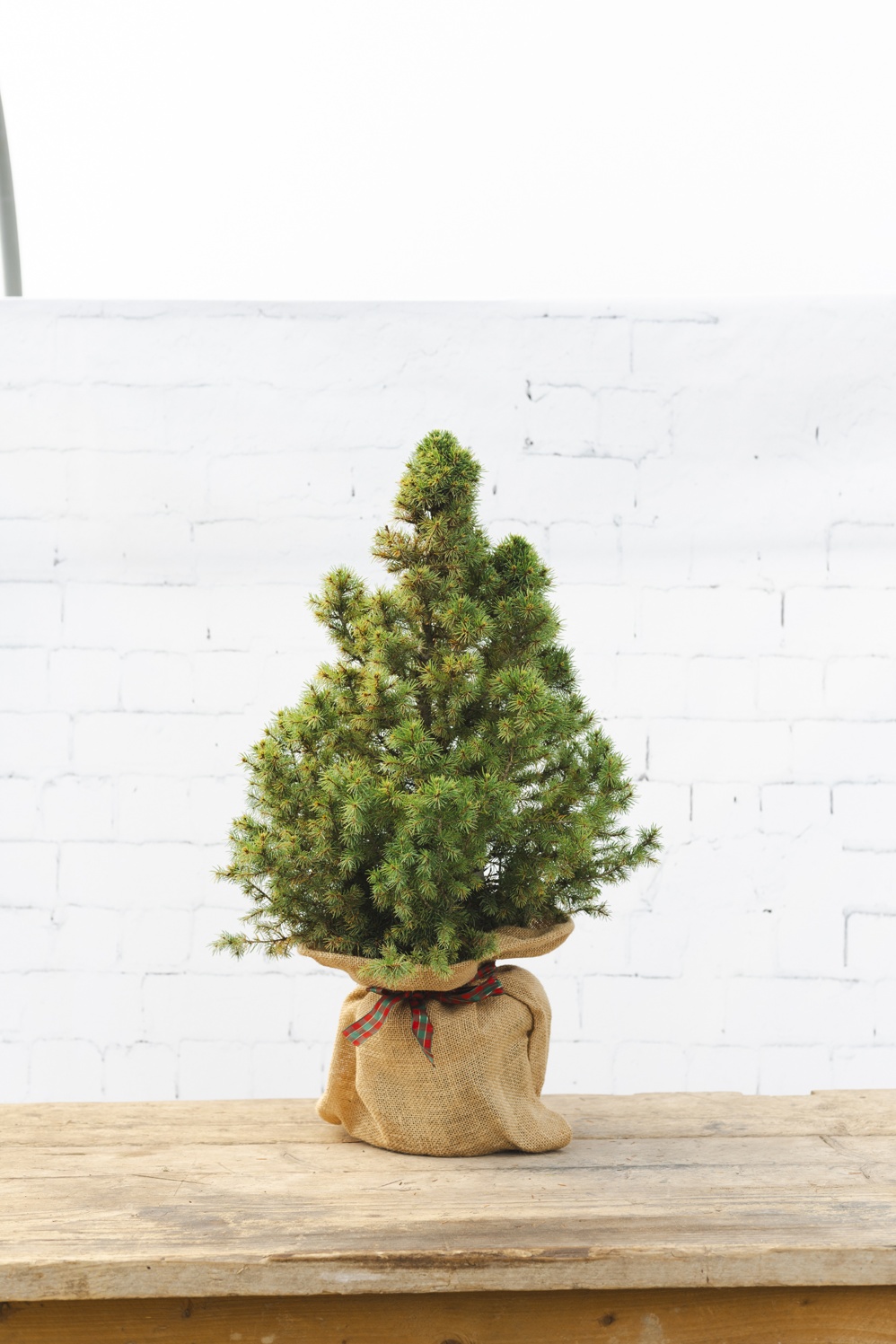 Christmas Mini Potted Christmas Tree
