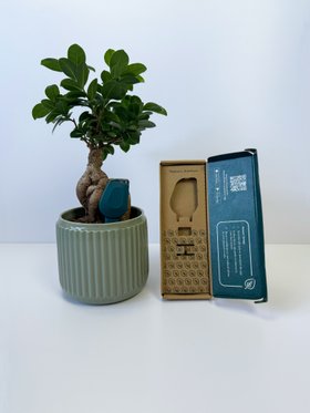 SmartyPlants Plant Sensor - Green