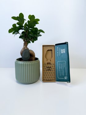 SmartyPlants Plant Sensor - Grey