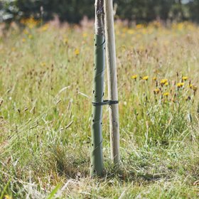 Useful Spiral Tree Guard, 60 cm