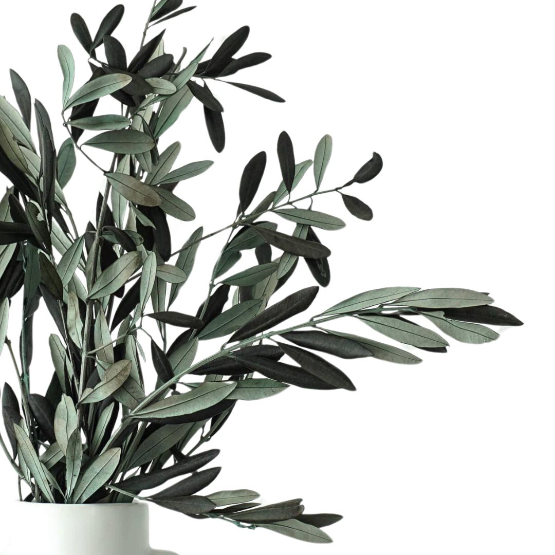 Olive Branches, Bunch. Preserved. Real greenery