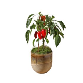 Red Pepper Plant £42.00