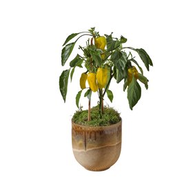 Yellow Pepper Plant £42.00