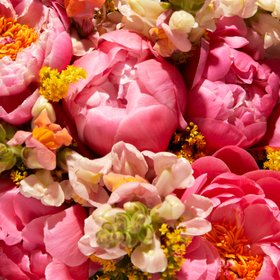 Bloom & Wild   Pfingstrosen CloseUp