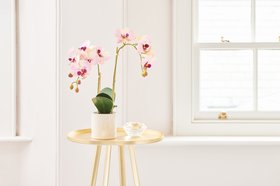 Faux Phalaenopsis Orchid Pink