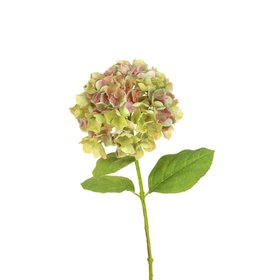 French Hydrangea Green