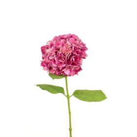 French Hydrangea Pink