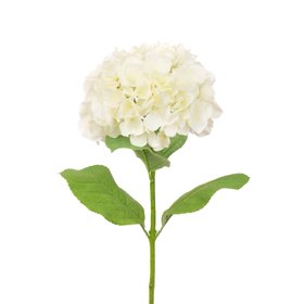 French Hydrangea Cream White