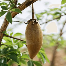 Baobab Powder