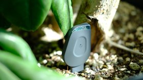 SmartyPlants Plant Sensor (Grey - sold in three pack for £99.99)
