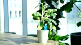 SmartyPlants Plant Sensor (Green - sold in three pack for £99.99)