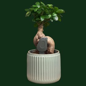 SmartyPlants Plant Sensor (Grey - sold in three pack for £99.99)