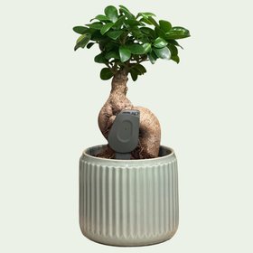 SmartyPlants Plant Sensor (Grey - sold in three pack for £99.99)