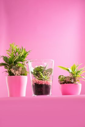 Mother's Day houseplants