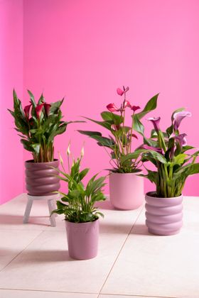 Mother's Day houseplants
