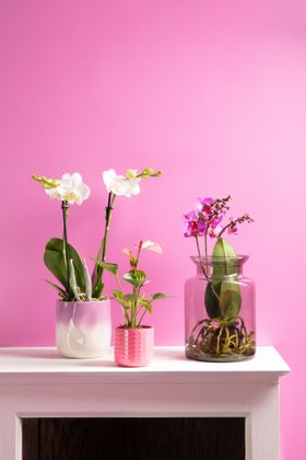Mother's Day houseplants