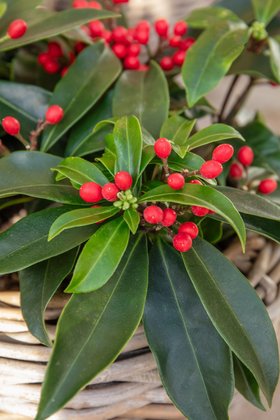 Christmas Doorway Lifestyle