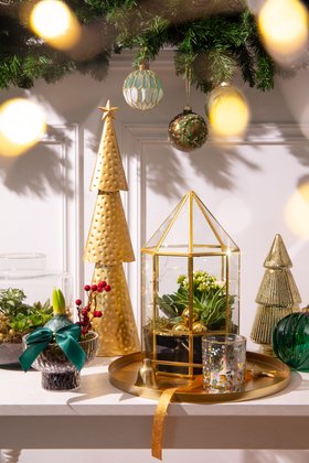 Christmas Houseplants 2025