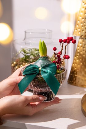 Amaryllis arrangement in glass