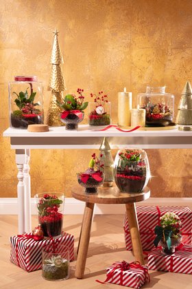 Christmas Houseplant Lifestyle 2025