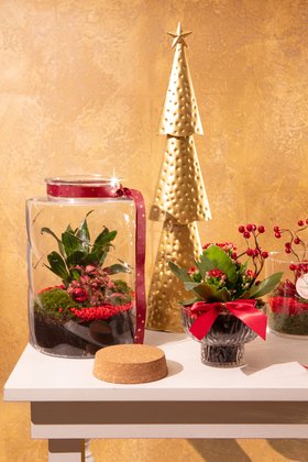 Christmas Houseplant Lifestyle 2025