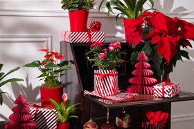 Christmas Houseplant Lifestyle 2025