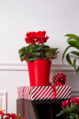 Christmas Houseplant Lifestyle 2025