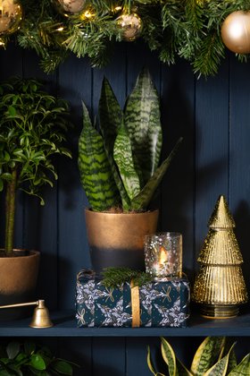 Sansevieria in ombre pot