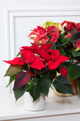 Christmas Houseplant Lifestyle 2025