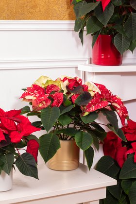 Christmas Houseplant Lifestyle 2025